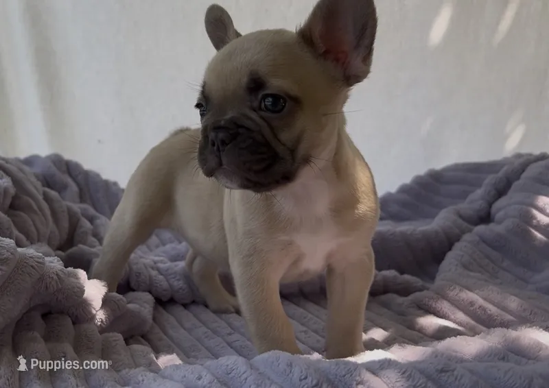 Brownie  – French Bulldog puppy for sale in El Dorado Hills, CA