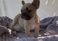 Brownie , a female French Bulldog for sale in El Dorado Hills, CA – 1 of 2