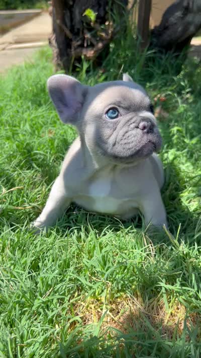 Penelope, a female French Bulldog for sale in El Dorado Hills, CA – 3 of 3