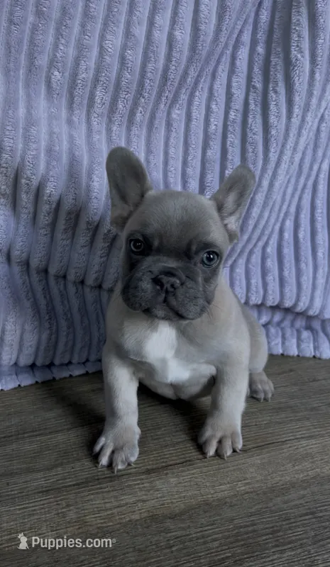 Penelope – French Bulldog puppy for sale in El Dorado Hills, CA
