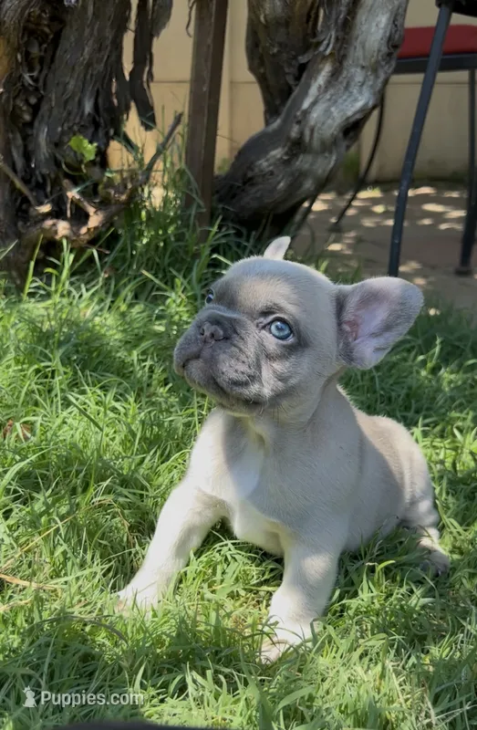 Penelope – French Bulldog puppy for sale in El Dorado Hills, CA