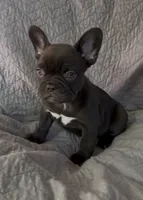 Hershey, a female French Bulldog for sale in El Dorado Hills, CA – 1 of 4
