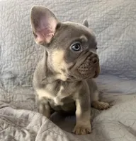 Baby archie, a male French Bulldog for sale in El Dorado Hills, CA – 1 of 4