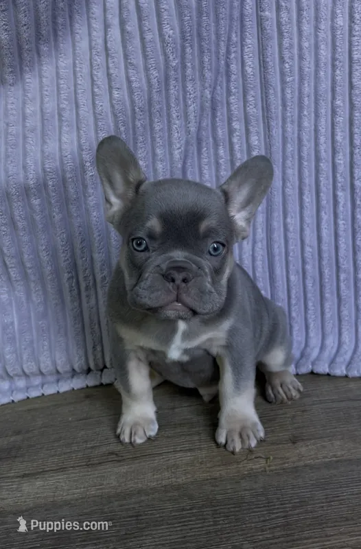 Rocki  – French Bulldog puppy for sale in El Dorado Hills, CA