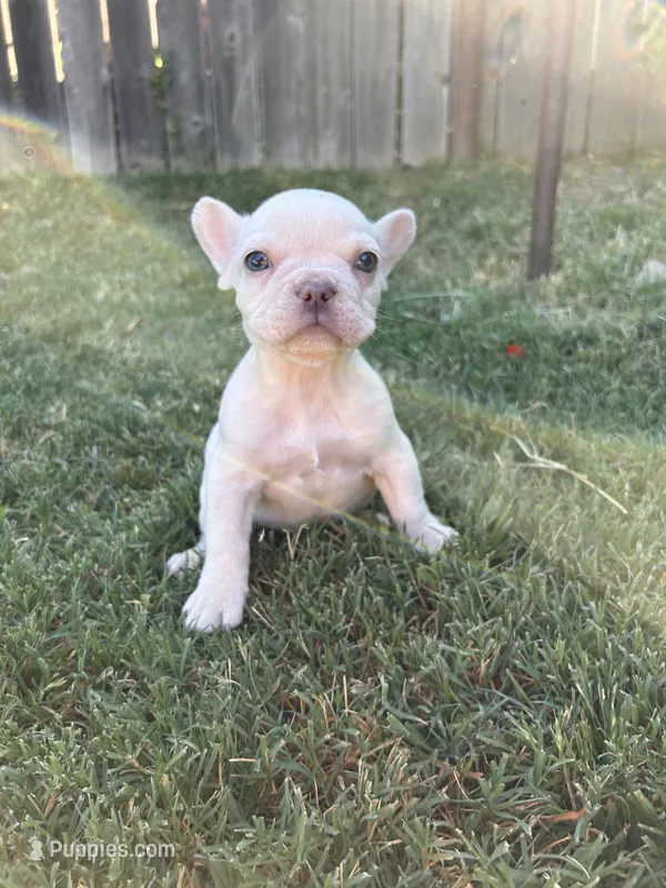 Peewee – French Bulldog puppy for sale in El Dorado Hills, CA