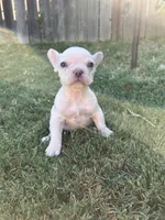 Pierre, a male French Bulldog for sale in El Dorado Hills, CA – 1 of 3