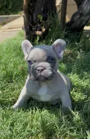 Penelope, a female French Bulldog for sale in El Dorado Hills, CA – 2 of 3
