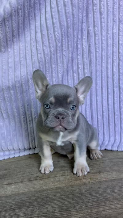 Duke, a male French Bulldog for sale in El Dorado Hills, CA – 5 of 5