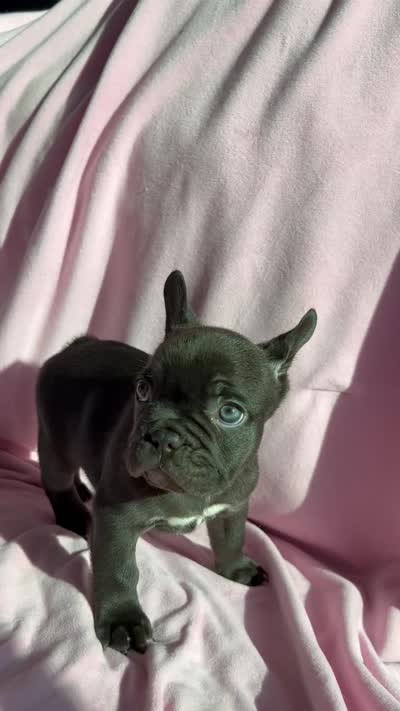 Hershey, a female French Bulldog for sale in El Dorado Hills, CA – 4 of 4