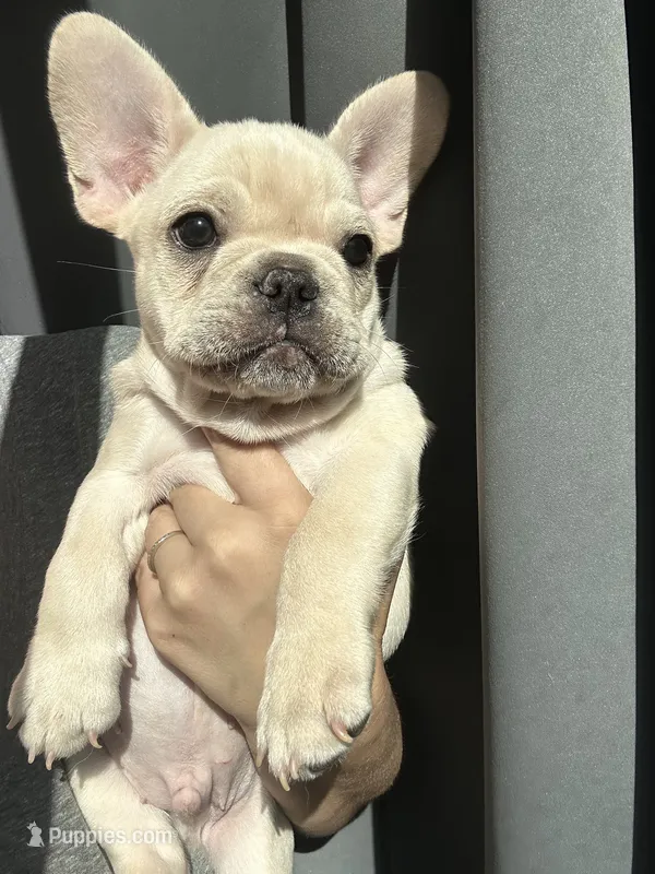 Milo – French Bulldog puppy for sale in El Dorado Hills, CA