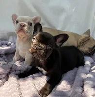 Hershey, a female French Bulldog for sale in El Dorado Hills, CA – 3 of 4