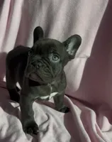 Hershey, a female French Bulldog for sale in El Dorado Hills, CA – 2 of 4