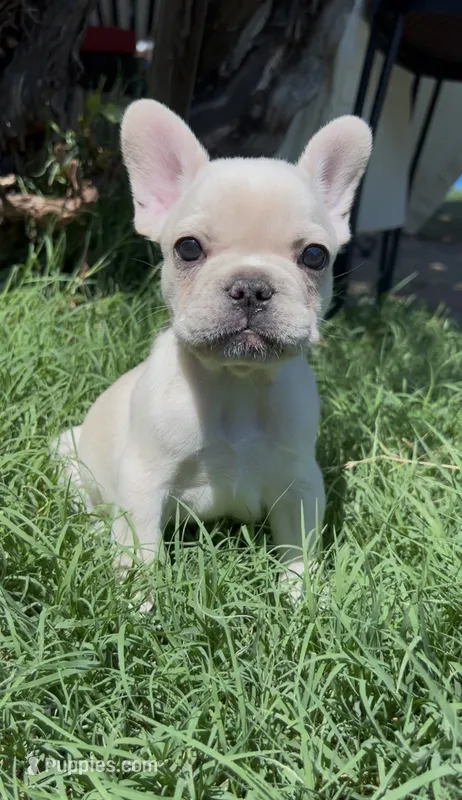 Goku – French Bulldog puppy for sale in El Dorado Hills, CA