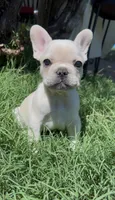 Goku, a male French Bulldog for sale in El Dorado Hills, CA – 1 of 1