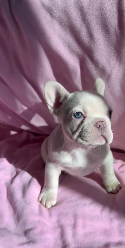 Snowball, a female French Bulldog for sale in El Dorado Hills, CA – 2 of 2