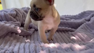 Brownie , a female French Bulldog for sale in El Dorado Hills, CA – 2 of 2