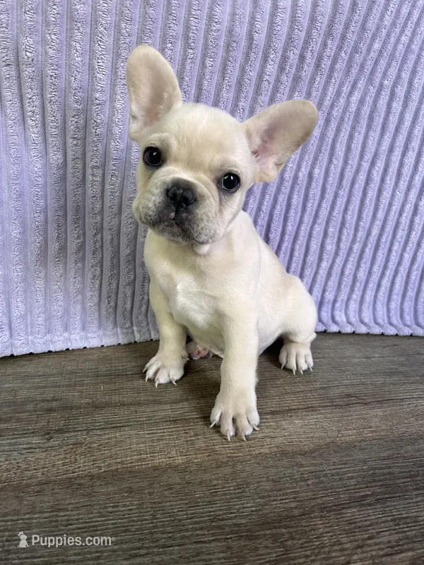 Goku – French Bulldog puppy for sale in El Dorado Hills, CA
