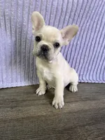 Milo, a male French Bulldog for sale in El Dorado Hills, CA – 1 of 3