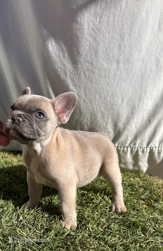 Penelope – French Bulldog puppy for sale in El Dorado Hills, CA