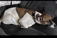 Blizzard , a female Jack Russell Terrier for sale in Philadelphia, PA – Photo 1 of 3