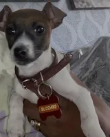 Blizzard , a female Jack Russell Terrier for sale in Philadelphia, PA – Photo 3 of 3