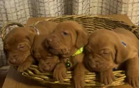 Silver, a female Vizsla for sale in Stockton, MO – 3 of 4