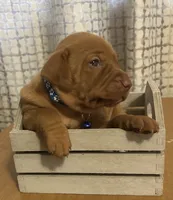 Blue, a female Vizsla for sale in Stockton, MO – 2 of 5