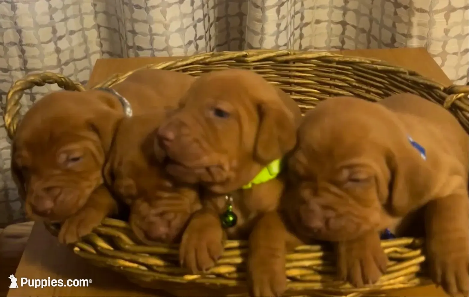 lime, a female Vizsla for sale in Stockton, MO – 4 of 5