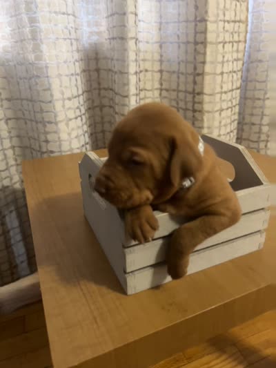 Silver, a female Vizsla for sale in Stockton, MO – 4 of 4