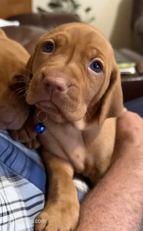 Blue – Vizsla puppy on hold in Stockton, MO