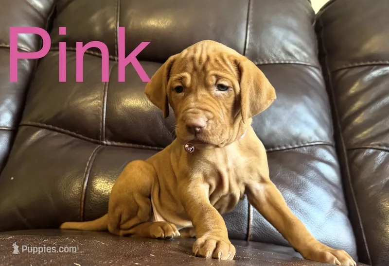 Pink – Vizsla puppy for sale in Stockton, MO