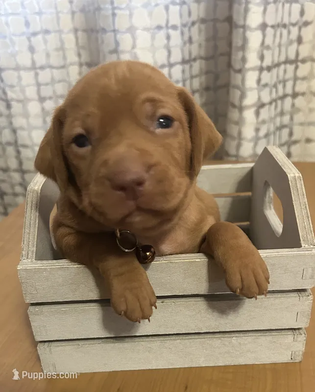 Copper – Vizsla puppy for sale in Stockton, MO