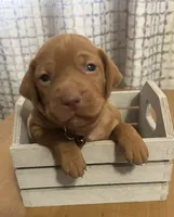 Copper, a male Vizsla for sale in Stockton, MO – 1 of 3