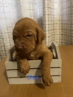 Blue, a female Vizsla for sale in Stockton, MO – 3 of 5