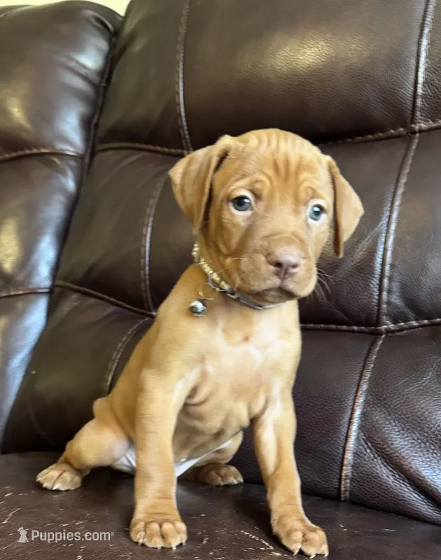 Silver – Vizsla puppy for sale in Stockton, MO
