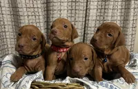Blue, a male Vizsla for sale in Stockton, MO – Photo 4 of 4