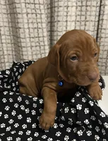 Blue, a male Vizsla for sale in Stockton, MO – Photo 2 of 4