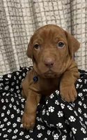Blue, a male Vizsla for sale in Stockton, MO – Photo 1 of 4