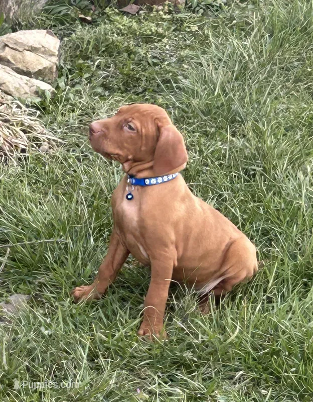 Blue – Vizsla puppy on hold in Stockton, MO