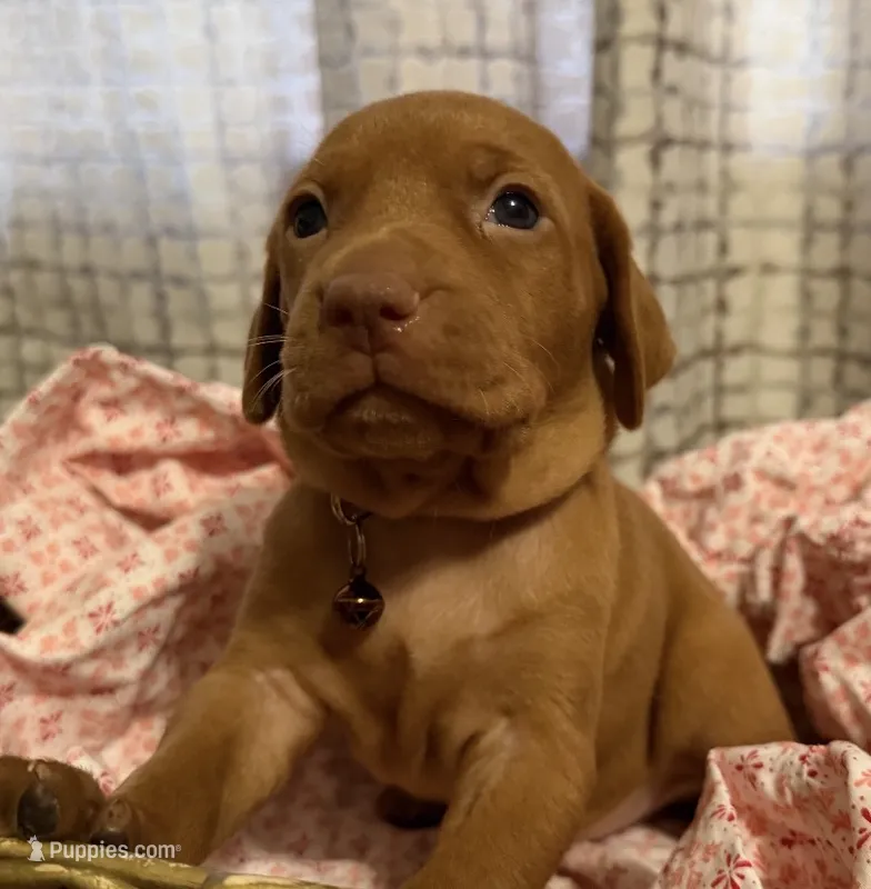 Copper – Vizsla puppy for sale in Stockton, MO