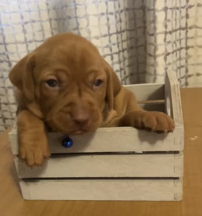 Blue, a female Vizsla for sale in Stockton, MO – 5 of 5