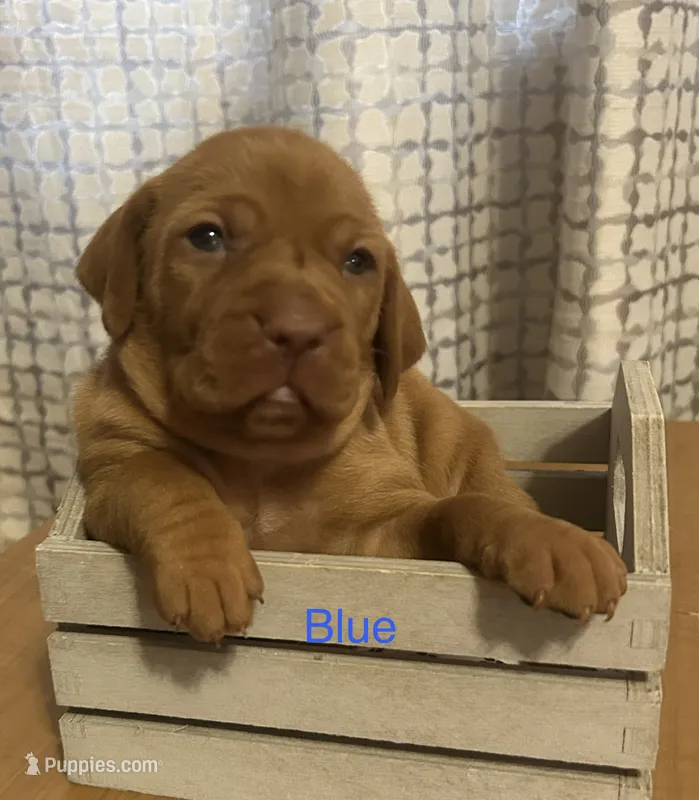 Blue – Vizsla puppy for sale in Stockton, MO