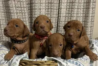 Forest, a male Vizsla for sale in Stockton, MO – Photo 4 of 5