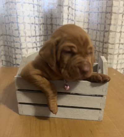 Pink, a female Vizsla for sale in Stockton, MO – 4 of 5