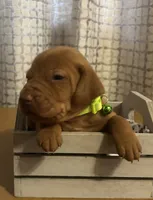 lime, a female Vizsla for sale in Stockton, MO – 3 of 5