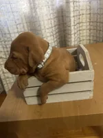 Silver, a female Vizsla for sale in Stockton, MO – 2 of 4