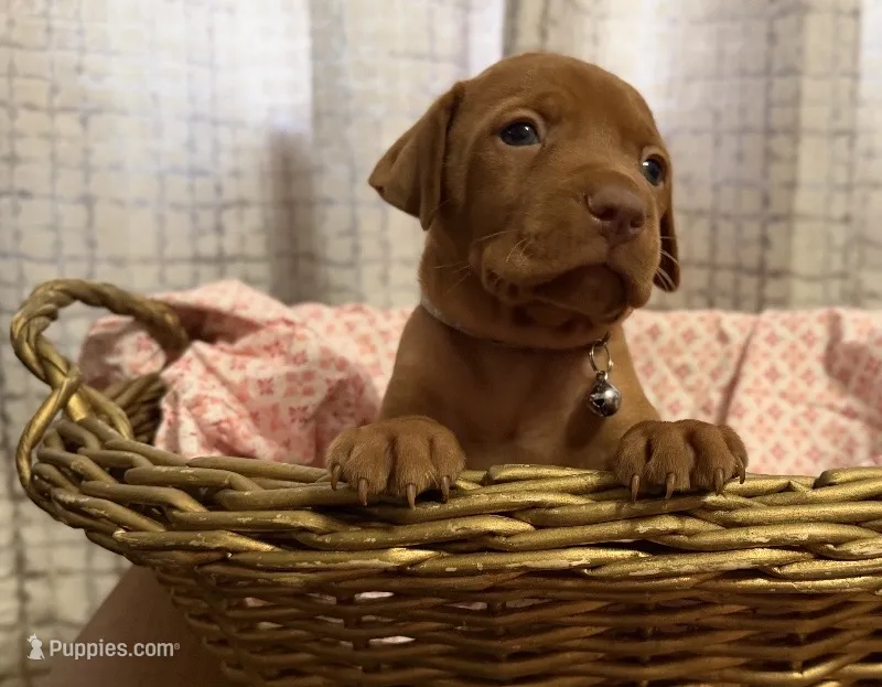 Silver – Vizsla puppy for sale in Stockton, MO