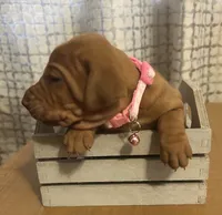 Pink, a female Vizsla for sale in Stockton, MO – 3 of 5