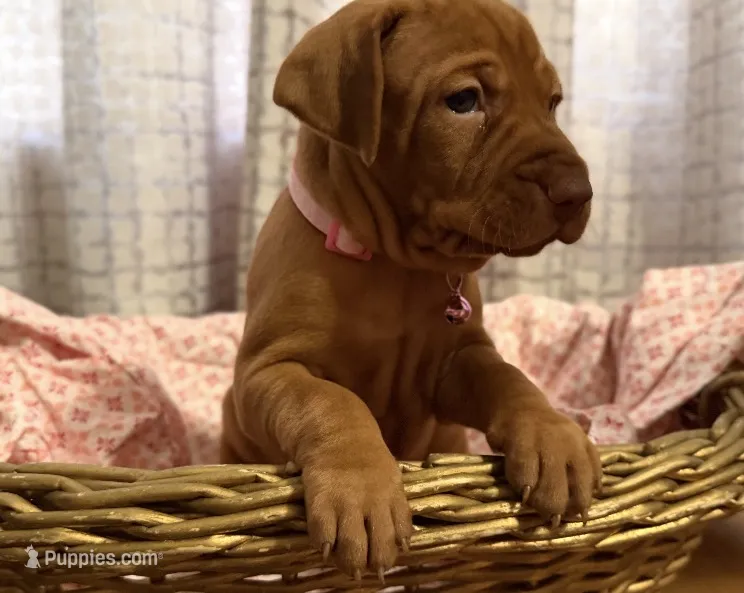 Pink – Vizsla puppy for sale in Stockton, MO