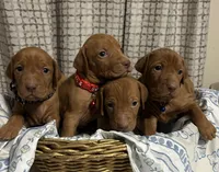 Red, a male Vizsla for sale in Stockton, MO – Photo 4 of 5